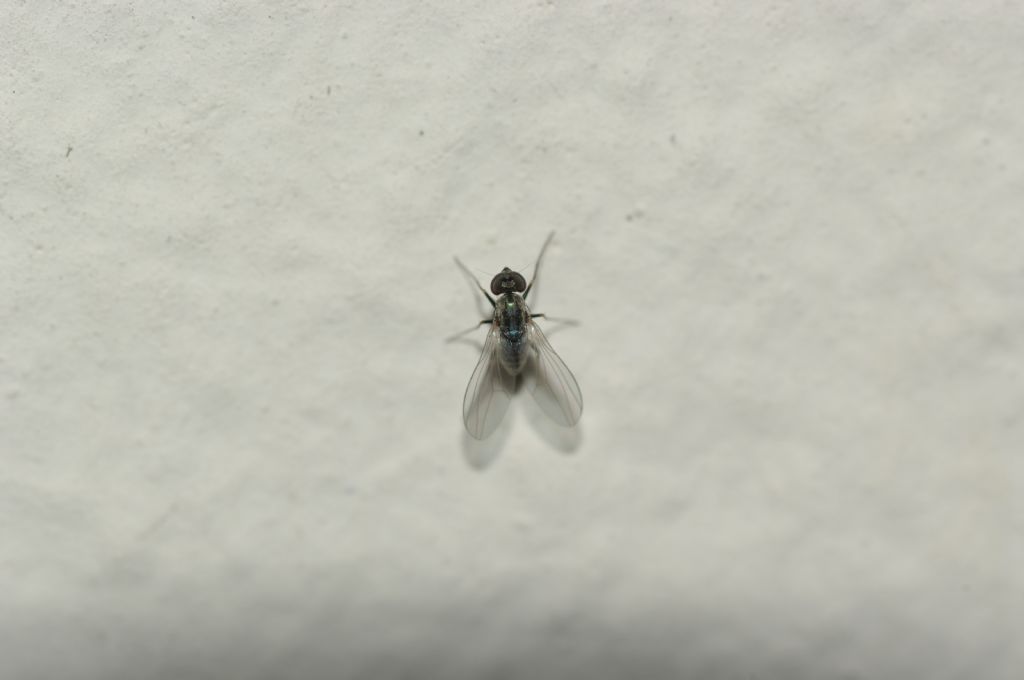 Medetera sp. (Dolichopodidae)